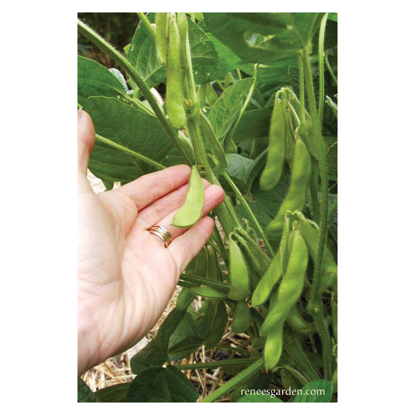 Renee's Garden 5198 Edamame Vegetable Seed Pack, Beans, April to June, May to June Planting Pack - 4