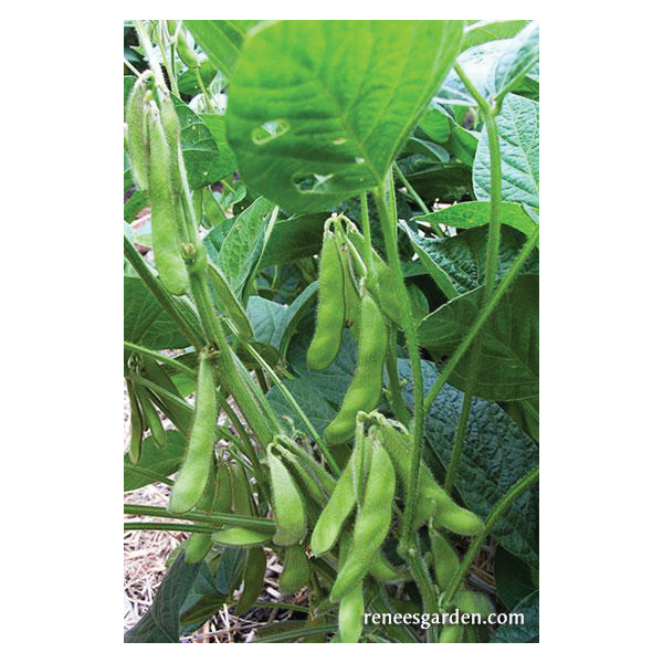 Renee's Garden 5198 Edamame Vegetable Seed Pack, Beans, April to June, May to June Planting Pack - 5