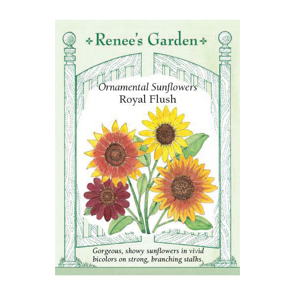 Ornamental Sunflowers Royal Flush Seeds - Thumbnail 2