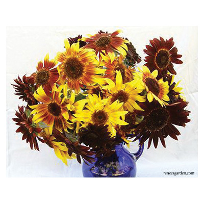 Ornamental Sunflowers Royal Flush Seeds - Thumbnail 3