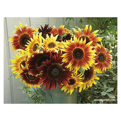 Renee's Garden Ornamental Sunflower Seeds - Thumbnail 4