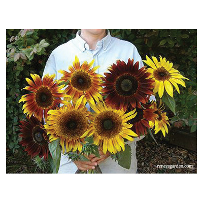 Renee's Garden Ornamental Sunflower Seeds - Thumbnail 5