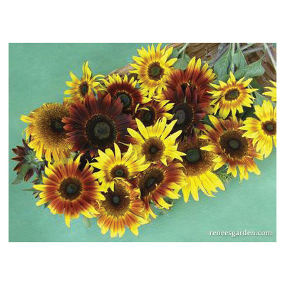 Renee's Garden Ornamental Sunflower Seeds - Thumbnail 2