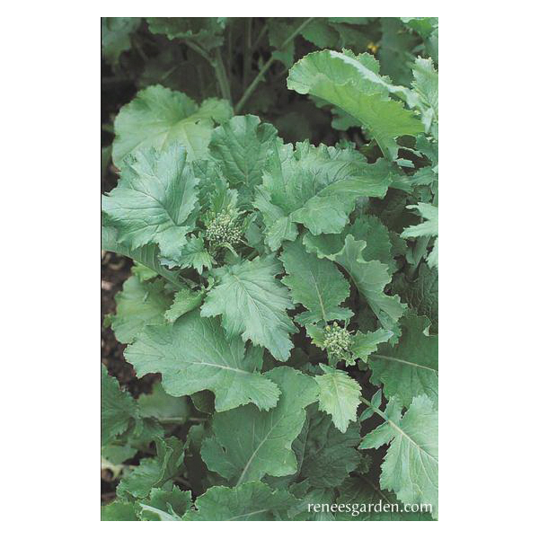 Renee's Garden 5582 Super Rapini Vegetable Seed Pack, Broccoli, August to September, February to May Planting Pack - 2