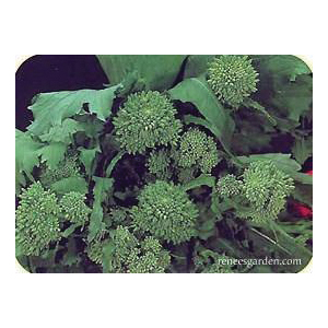 Renee's Garden 5582 Super Rapini Vegetable Seed Pack, Broccoli, August to September, February to May Planting Pack - 4