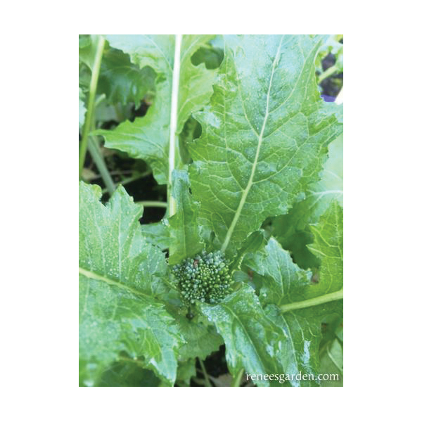 Renee's Garden 5582 Super Rapini Vegetable Seed Pack, Broccoli, August to September, February to May Planting Pack - 5