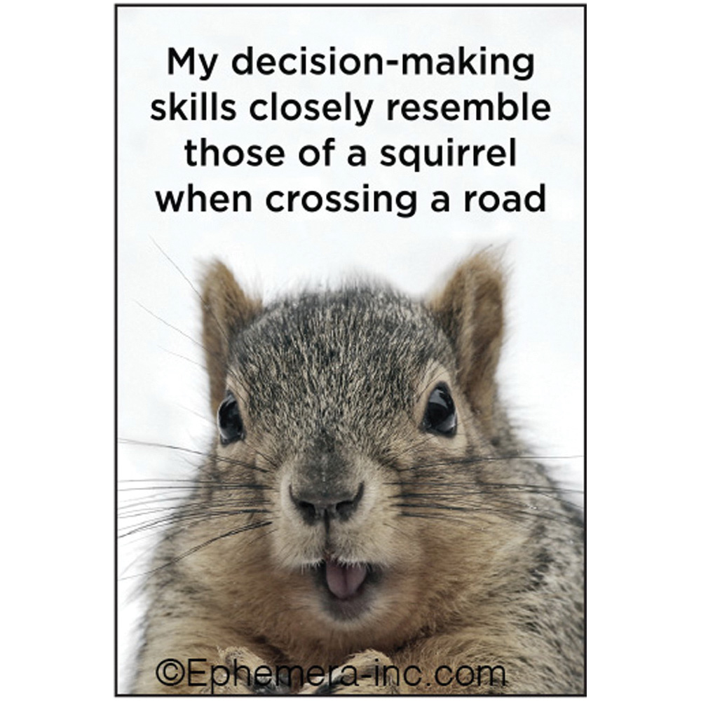 Ephemera 6424 Rectangular Magnet, My decision-making skills closely resemble those of a squirrel when crossing a road - 1
