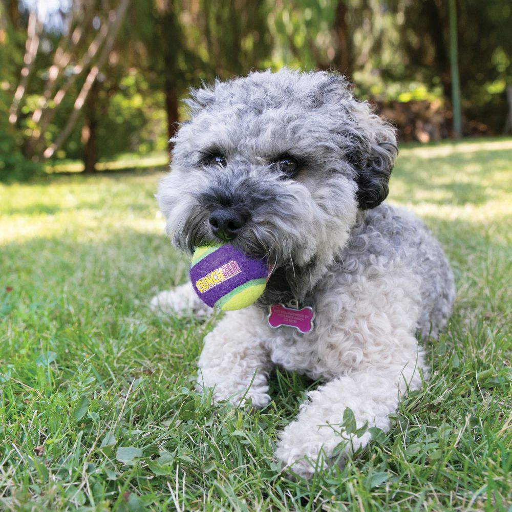 Kong ACT2B Dog Toy, M, Crunch Air Ball, Purple - 2