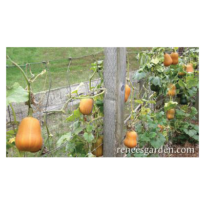 Vegetable Seed Pack, Renee's Garden, Squash, April to June Planting Pack - 2