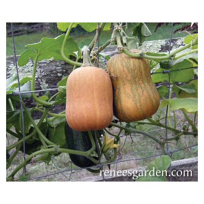 Vegetable Seed Pack, Renee's Garden, Squash, April to June Planting Pack - 3