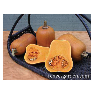 Vegetable Seed Pack, Renee's Garden, Squash, April to June Planting Pack - 4