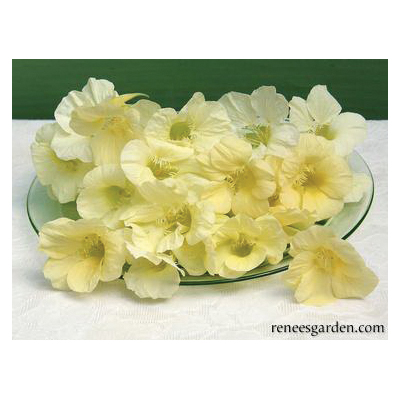 Flower Seed, Renee's Garden, Mounding Nasturtiums, Tropaeolum Majus, April to June, Buttercream Type - 2