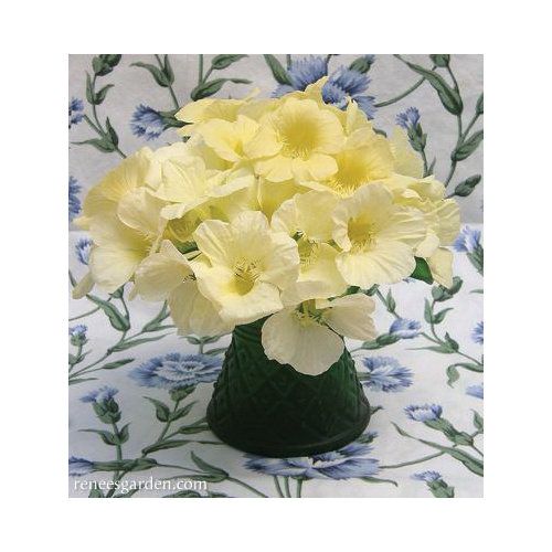 Flower Seed, Renee's Garden, Mounding Nasturtiums, Tropaeolum Majus, April to June, Buttercream Type - 3