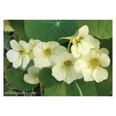 Flower Seed, Renee's Garden, Mounding Nasturtiums, Tropaeolum Majus, April to June, Buttercream Type - 4