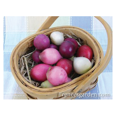 Easter Egg II Vegetable Seed Pack, Renee's Garden, Radish, April to May, February to May Planting Pack - 2