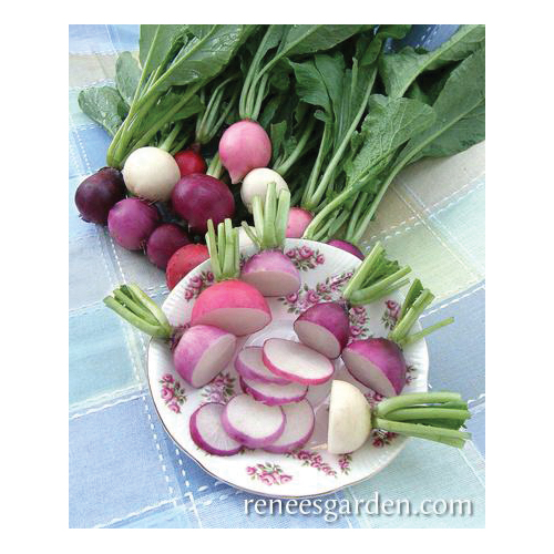 Easter Egg II Vegetable Seed Pack, Renee's Garden, Radish, April to May, February to May Planting Pack - 3