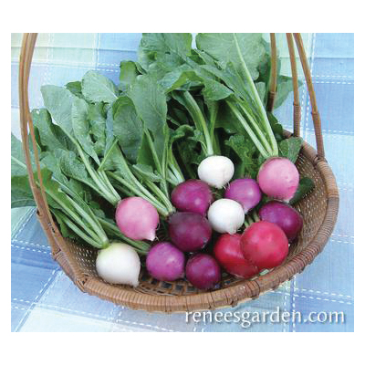 Easter Egg II Vegetable Seed Pack, Renee's Garden, Radish, April to May, February to May Planting Pack - 4