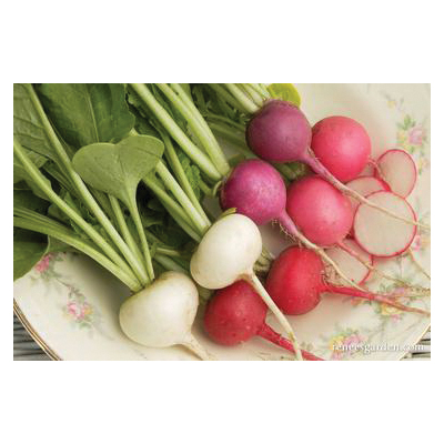 Easter Egg II Vegetable Seed Pack, Renee's Garden, Radish, April to May, February to May Planting Pack - 5