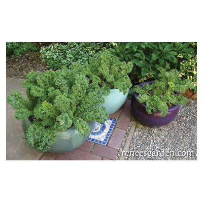 Green Curls Vegetable Seed Pack, Renee's Garden, Kale, August to September, February to May Planting Pack - 2
