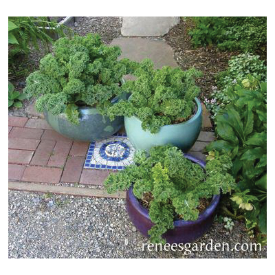 Green Curls Vegetable Seed Pack, Renee's Garden, Kale, August to September, February to May Planting Pack - 3