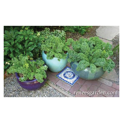 Green Curls Vegetable Seed Pack, Renee's Garden, Kale, August to September, February to May Planting Pack - 4