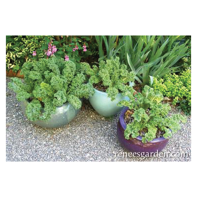 Green Curls Vegetable Seed Pack, Renee's Garden, Kale, August to September, February to May Planting Pack - 5