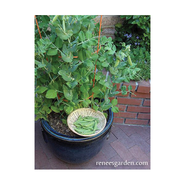 Vegetable Seed Pack, Renee's Garden, Peas, July to August, March to May Planting Pack - 2