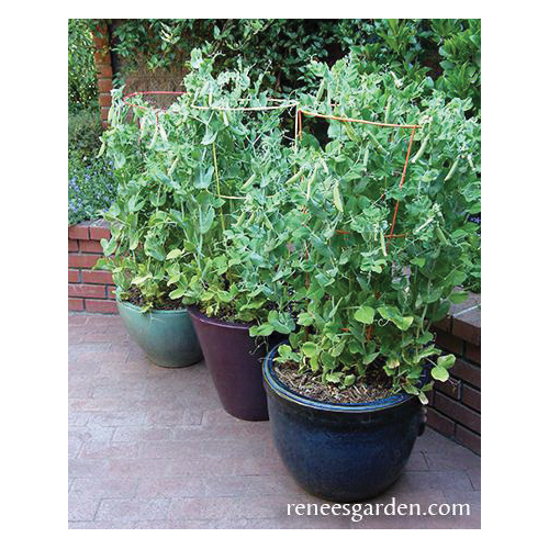 Vegetable Seed Pack, Renee's Garden, Peas, July to August, March to May Planting Pack - 3