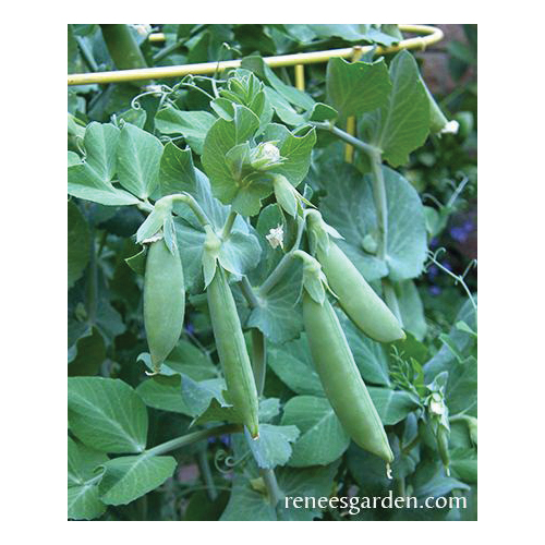 Vegetable Seed Pack, Renee's Garden, Peas, July to August, March to May Planting Pack - 4