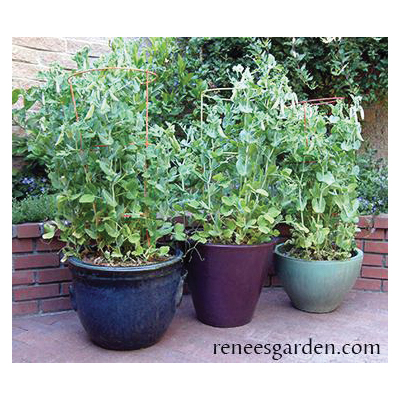 Vegetable Seed Pack, Renee's Garden, Peas, July to August, March to May Planting Pack - 5