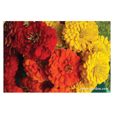Hot Crayon Color Flower Seed Pack, Renee's Garden, Zinnia, Zinnia Elegans, April to May, May to June Planting - 2