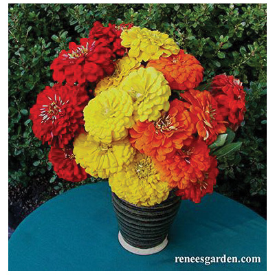 Hot Crayon Color Flower Seed Pack, Renee's Garden, Zinnia, Zinnia Elegans, April to May, May to June Planting - 3