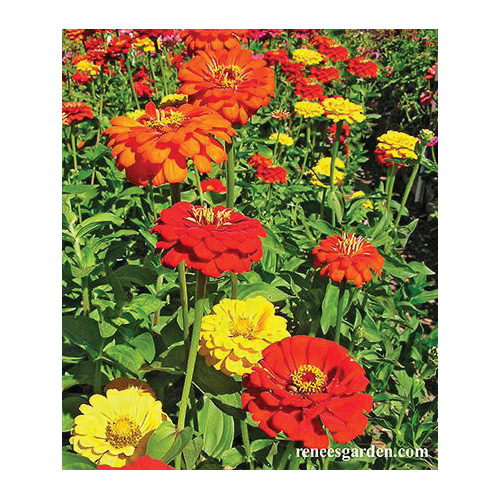 Hot Crayon Color Flower Seed Pack, Renee's Garden, Zinnia, Zinnia Elegans, April to May, May to June Planting - 4