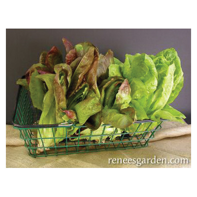 Renee's Garden 5158 Renee's Caesar Duo Vegetable Seed Pack, Lettuce, February to June, August to September Planting - 3