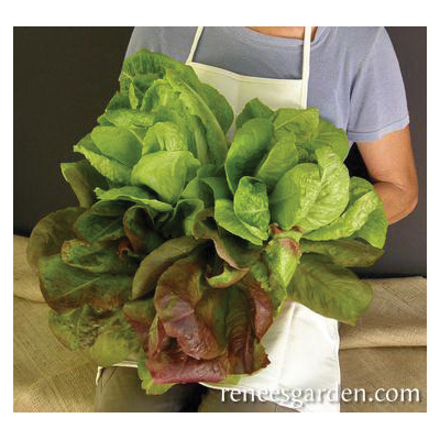 Renee's Garden 5158 Renee's Caesar Duo Vegetable Seed Pack, Lettuce, February to June, August to September Planting - 4