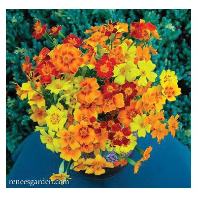 Flower Seed, Renee's Garden, Petite Marigolds, Tagetes Signata, April to June Planting, Fall, Summer Bloom, 0.185 g - 2