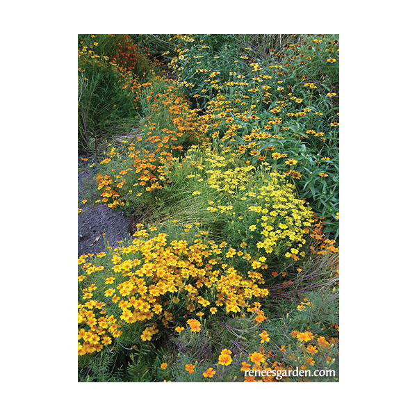 Flower Seed, Renee's Garden, Petite Marigolds, Tagetes Signata, April to June Planting, Fall, Summer Bloom, 0.185 g - 3