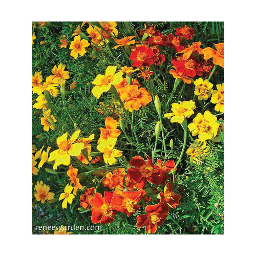 Flower Seed, Renee's Garden, Petite Marigolds, Tagetes Signata, April to June Planting, Fall, Summer Bloom, 0.185 g - 4