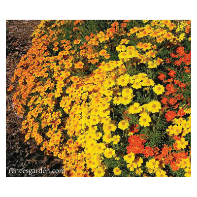 Flower Seed, Renee's Garden, Petite Marigolds, Tagetes Signata, April to June Planting, Fall, Summer Bloom, 0.185 g - 5