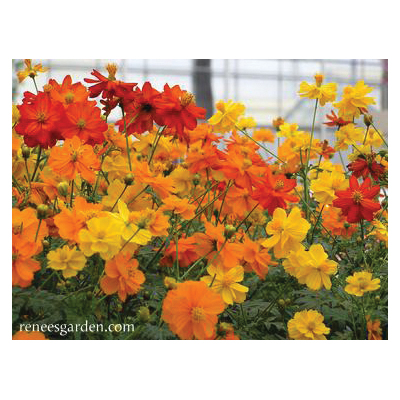 Flower Seed, Renee's Garden, Butterfly Cosmos, Cosmos Sulphureus, April to June Planting, Fall, Summer Bloom, 0.5 g - 2