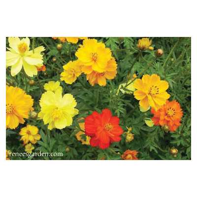 Flower Seed, Renee's Garden, Butterfly Cosmos, Cosmos Sulphureus, April to June Planting, Fall, Summer Bloom, 0.5 g - 3