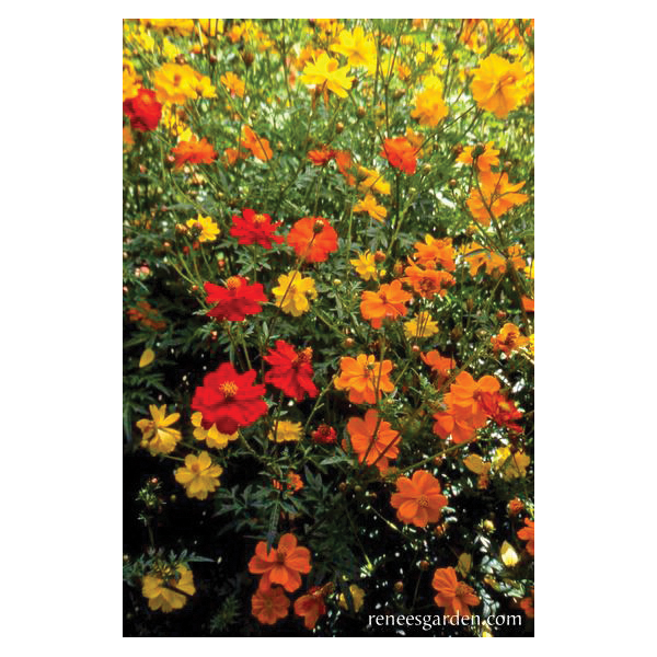Flower Seed, Renee's Garden, Butterfly Cosmos, Cosmos Sulphureus, April to June Planting, Fall, Summer Bloom, 0.5 g - 4