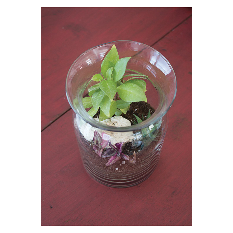 Syndicate Home & Garden 100-06-00 Terrarium Kit, Glass