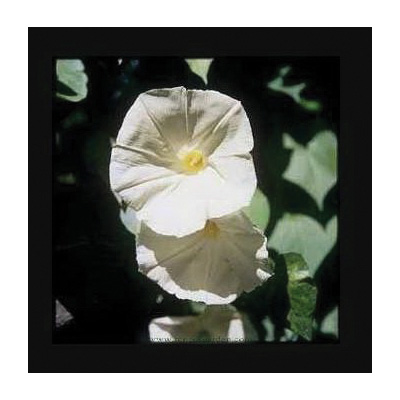 Renee's Garden 5107