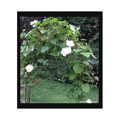 Fragrant Moonflower Heirloom Flowering Vine Seed, Renee's Garden, Ipomoea Alba, Fall Bloom, Summer Harvest - 2
