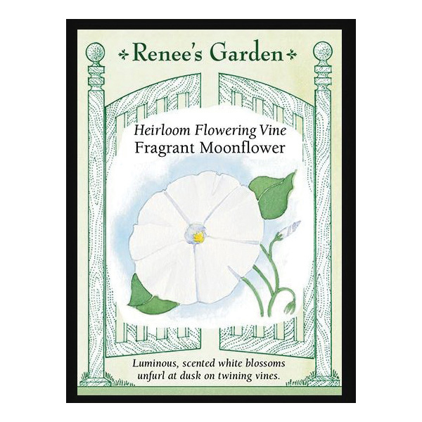 Fragrant Moonflower Heirloom Flowering Vine Seed, Renee's Garden, Ipomoea Alba, Fall Bloom, Summer Harvest - 3