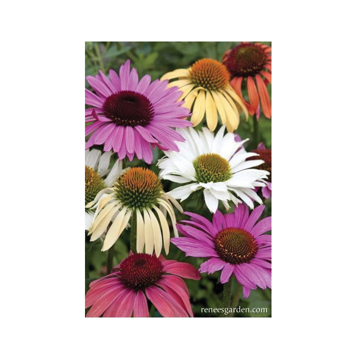 Renee's Garden 5873