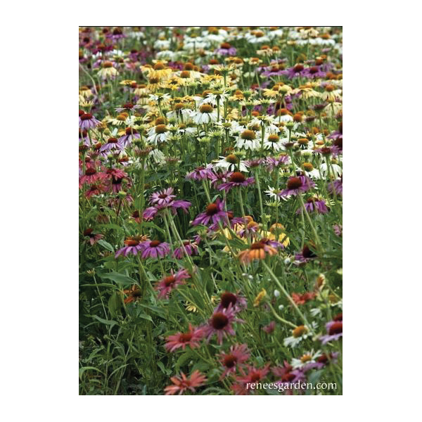 Paradise Mix Echinacea Butterfly Flower Seed, Renee's Garden, Echinacea Purpurea, Fall Bloom, Summer Harvest - 2