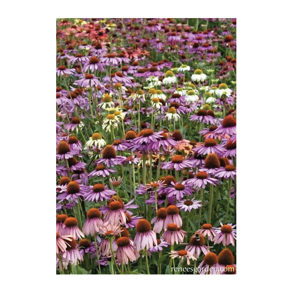 Paradise Mix Echinacea Butterfly Flower Seed, Renee's Garden, Echinacea Purpurea, Fall Bloom, Summer Harvest - 3