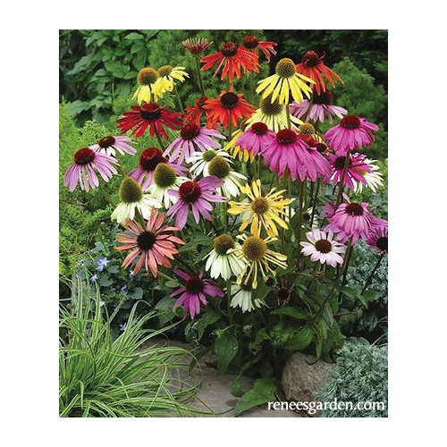 Paradise Mix Echinacea Butterfly Flower Seed, Renee's Garden, Echinacea Purpurea, Fall Bloom, Summer Harvest - 4
